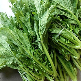 Mua Hạt giống rau cải mèo hà giang-gói 20 gram/tặng kèm gói phân bón lót