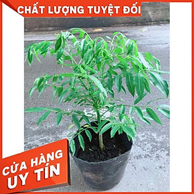 Cây Cóc Kép Nhiều Người Mua