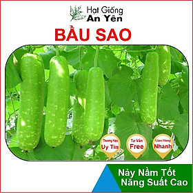 Hạt giống Bầu Sao trái dài thu hoạch sớm, dễ trồng, nảy mầm cao, sinh trưởng khoẻ