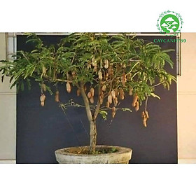 Mua Cây Me Ngọt Thái lùn F1 cao 70 cm ra hoa sau 6 tháng (Ảnh thật số 2).