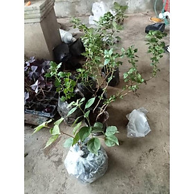 Mua Hoa giấy phớt hồng Cherry