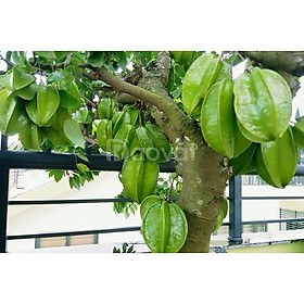 Mua Cây giống khế ngọt