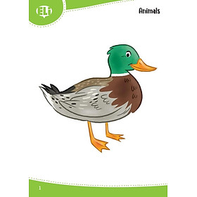 Sách ngoại văn: Words In Pictures (Printed Flashcards With Digital Code) - Fahasa