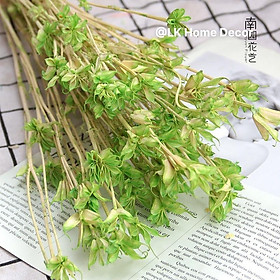 Mua Hoa khô trang trí hoa bát giác khô 8 cánh Nigella  nhiều màu trang trí bàn làm việc  chụp hình dễ thương  làm đồ hanmade