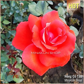 Mua Hoa hồng cổ tàu bông to cực đẹp