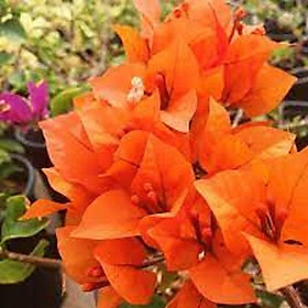 HOA GIẤY MÀU CAM,HOA GIẤY MÀU CAM - CHẬU CÂY SIÊU ĐẸP ĐANG HOA