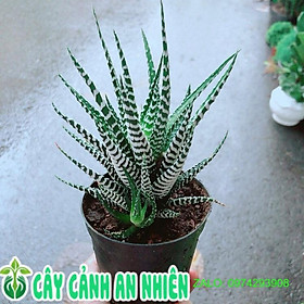 Mua Móng Rồng Xương Rồng