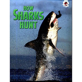 How Sharks Hunt
