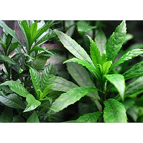 500gr lá cây rau XƯƠNG SÔNG tươi sạch nhà trồng