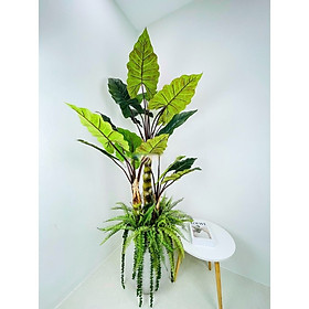 Mua Cây khoai nước giả - Size 120cm đến 180cm - Cây giả  hoa lụa Decor trang trí nhà cửa