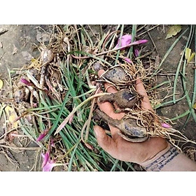 Mua CỦ HOA HUỆ MƯA HỒNG KHỦNG (hoa tóc tiên) ảnh thật củ to có bán sỉ