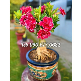 Hạt giống hoa sứ ghép Thái Lan cánh tiên đỏ cánh to - Bịch 10 hạt – Mã số 1272