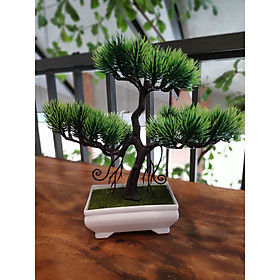 CÂY THÔNG BONSAI MINI ĐẸP NHƯ THẬT