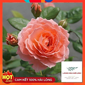 Mua Tree Thân Gỗ Summer Firework Rose -Hoa có form tròn  cánh xếp.