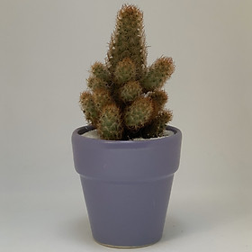 Xương Rồng Thiên Trụ - 7x7x15 Cm - Cây Mini Để Bàn & Chậu Gốm Sứ Bát Tràng Trồng Cây Sen Đá, Xương Rồng, Tiểu Cảnh Terrarium - Dáng Trôn Ốc