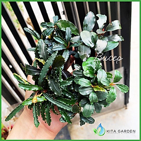 Bucep Tím | Bucephalandra TM | Cây Thủy Sinh Giá Thể