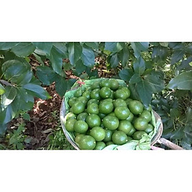 CÂY GIỐNG BƠ SÁP BOOTH 7 SIÊU NGON SIÊU QUẢ- CAM KÊT GIỐNG CHUẨN F1