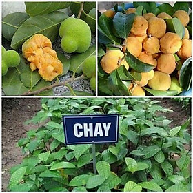 Mua Cây chay giống+ tặng ( 0 5kg) phân thỏ hữu cơ