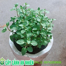 Chậu Cây Bạc Hà