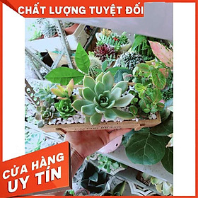 Chậu Sen Đá - Cẩm Nhung Nhiều Người Mua