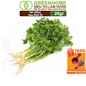 Mua Hạt Giống Ngò Rí Greenhome  Gói 20gr  Dễ Trồng Quanh Năm  Nảy Mầm Cao  Thu Hoạch Nhanh  Năng Suất Cao G03