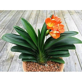 Mua LAN QUÂN TỬ CÂY SIZE TRUNG  HOA NỞ TẾT + Tặng 01 cây dâu da đất( bòn bon)