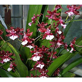 Lan vũ nữ ĐỎ, gửi đi nguyên chậu, hàng đang nụ và ngồng hoa cao đẹp - LVNDNC