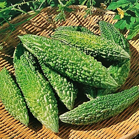 Mua Hạt giống khổ qua rừng trái Dài giống kháng sâu bệnh - nảy mầm khỏe VTP126