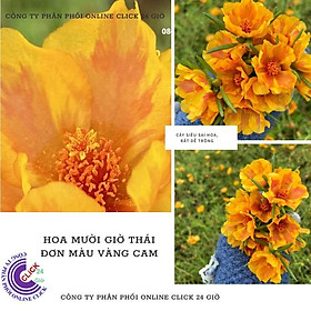 Mua 1 Ký Cành Giống Hoa Mười Giờ Màu Song Hỷ Thái Đơn Nhập Khẩu Dễ Trồng Siêu Siêng Hoa