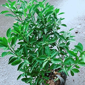 Mua Cây Tắc Cho Sai Quả