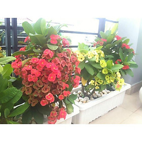 Cây sương rồng bát tiên-chậu cây to đẹp