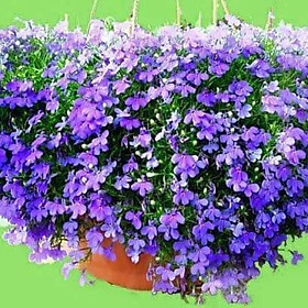 Mua Bộ 1 gói hạt giống cúc lobelia
