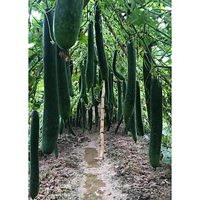 Mua Hạt giống bí đao xanh(bí sặt)