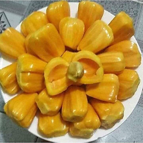 Mua Cây mít tứ quý (ảnh thật)