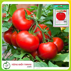 Hạt giống cà chua F1 chịu nhiệt Phú Nông - Gói 0.1g - Trái đỏ tròn, năng suất cao, kháng bệnh tốt VTNN Nông Điền Trang