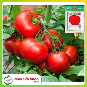 Mua Hạt giống cà chua F1 chịu nhiệt Phú Nông - Gói 0.1g - Trái đỏ tròn  năng suất cao  kháng bệnh tốt VTNN Nông Điền Trang