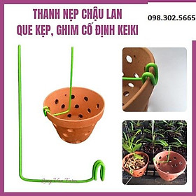 50 que kẹp chậu giữ lan loại chưa uốn độ dài 30cm