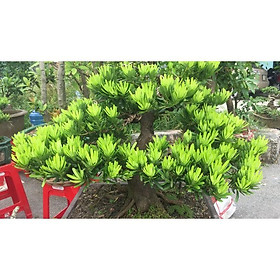 Mua Cây GIỐNG CÂY Tùng Kim Cương
