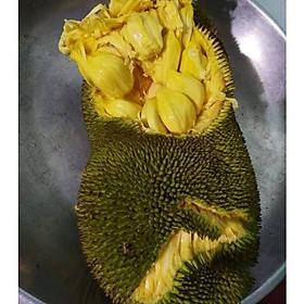 Mua Cây Giống Mít ướt siêu sớm (cây ghép)