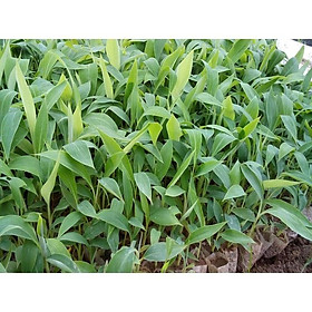 Combo 5 Cây giống CHUỐI TIÊU HỒNG - cây giống CHUẨN F1 - GIÁ TRỊ DINH DƯỠNG VÀ KINH TẾ CAO chât lượng tạo niềm tin