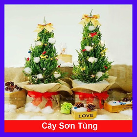 Cây sơn tùng trang trí noel cao 40-50 cm (ảnh thật số 2)