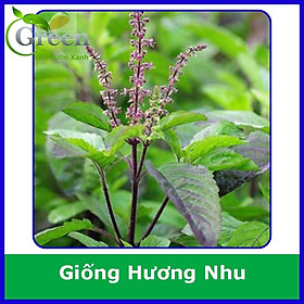 Mua Hạt Giống Hương Nhu Tía (3 Gam)