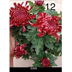 Cúc mã 12 đỏ