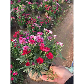 Mua Cây Hoa Cẩm Chướng Mix MàuFreeship Dễ Sống Bền Hoa (Cây Đã Có Nụ) Giảm Giá Sốc