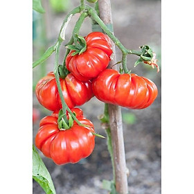 Mua Hạt giống Cà Chua Quả Bí - gói 20 hạt
