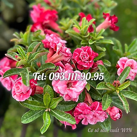 Mua Bịch 10 hạt giống hoa sứ cẩm thạch màu hồng nhiều tầng cánh nhọn – Mã số 1410