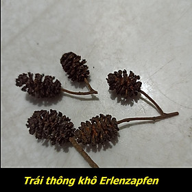 Trái thông khô Erlenzapfen - Trái Alder Cones cho tép cảnh-Bổ sung vitamin, tạo môi trường tự nhiên cho cá tép thuỷ sinh