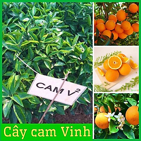 Cây cam Vinh quả to mọng nước rất sai quả, cây giống khoẻ mạnh dễ trồng