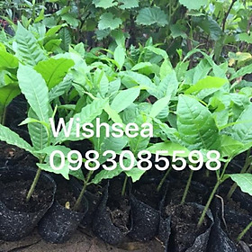 Mua Cây vú sữa hoàng kim