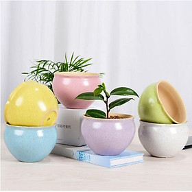 Chậu sứ ang bo, chậu sứ hình lu, đồ phụ kiện trang trí do khách chọn